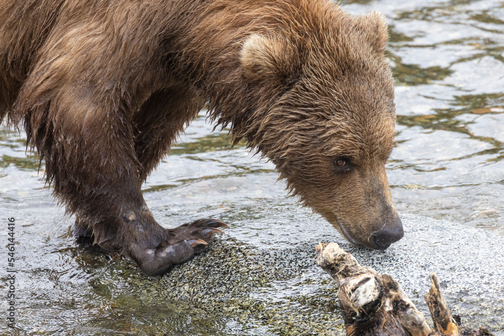 Wild coastal brown bear catching fish in the river by Brooks Falls in Katmai National Park (Alaska). Wild coastal brown bear catching fish in the river by Brooks Falls in Katmai National Park (Alaska).