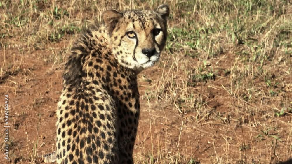 Cheetah looks at the camera while sitting in a grassfield taking the sun
Cheetah looks at the camera while sitting in a grassfield taking the sun