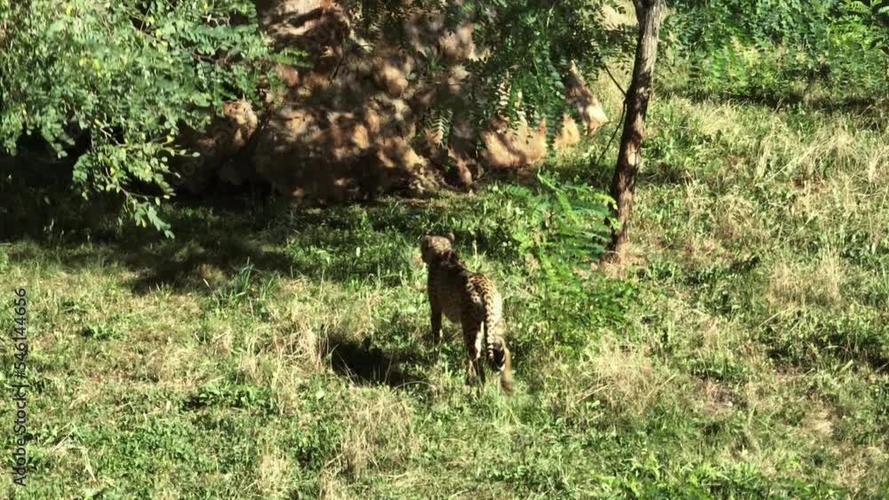 Cheetah walking in a grassfield with trees to rest in the shade during a hot sunny day Cheetah walking in a grassfield with trees to rest in the shade during a hot sunny day