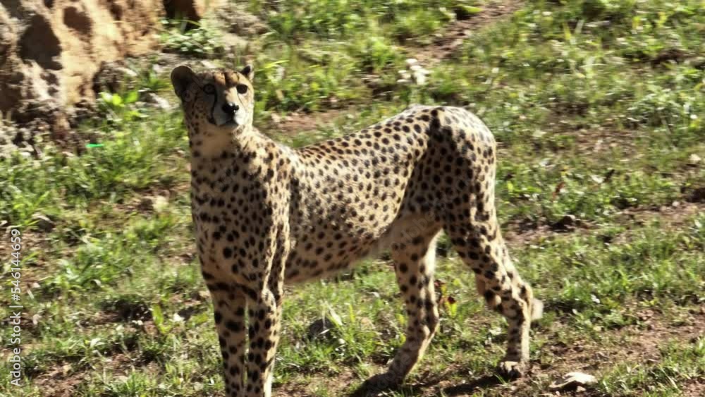 Close up view of cheetah looking at the camera in a grassfield Close up view of cheetah looking at the camera in a grassfield
