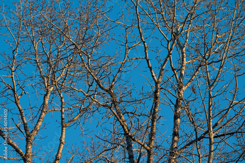 Aspen tree branches lit up at sunset with blue sky in winter