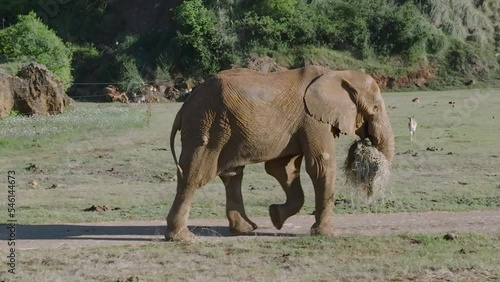 Elepahnt walking with hay in its mouth during a sunny day in a safari photo