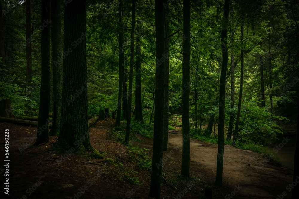 Dark forest trail through gloomy green trees leading to light Dark forest trail through gloomy green trees leading to light