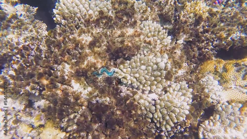 coral reef on the red sea next to the water surface. Overall plan coral reef on the red sea next to the water surface. Overall plan