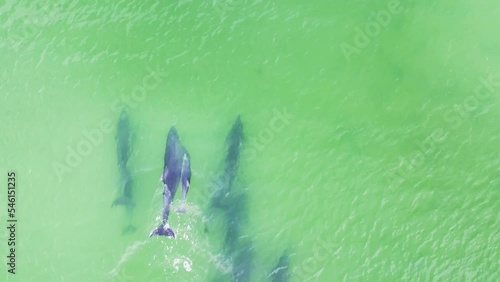 A Dolphin Family is Swimming and Jumping from the Emerald Water of Florida Coast near Siesta Key a Top Drone Shot
