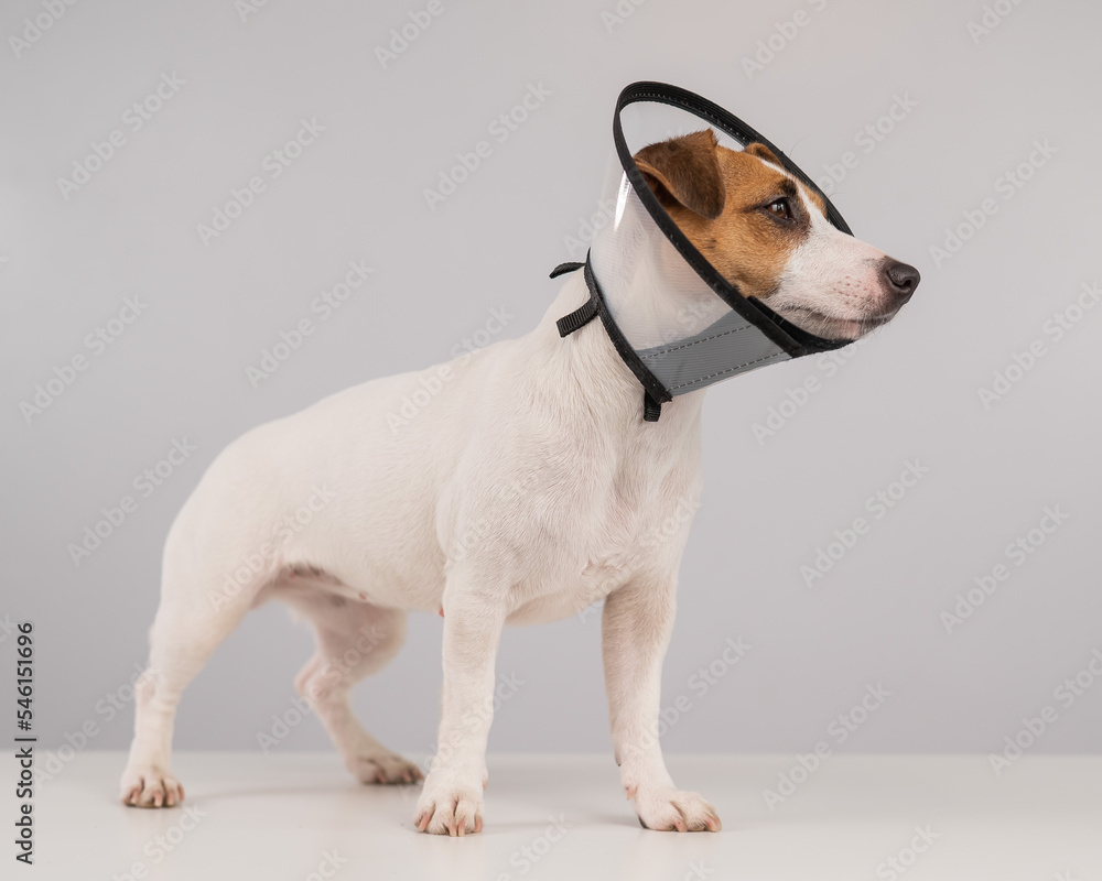 Jack Russell Terrier dog in plastic cone after surgery. Jack Russell Terrier dog in plastic cone after surgery.