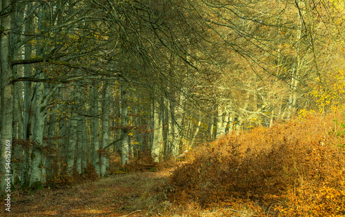 autumn colors in wild nature © Radek