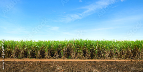 Obraz na plátně Sugar cane plantation with blue sky background.