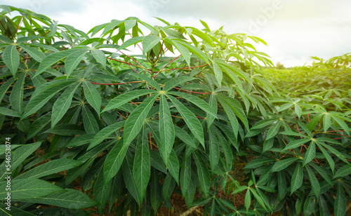 Cassava growing up plantation farming.