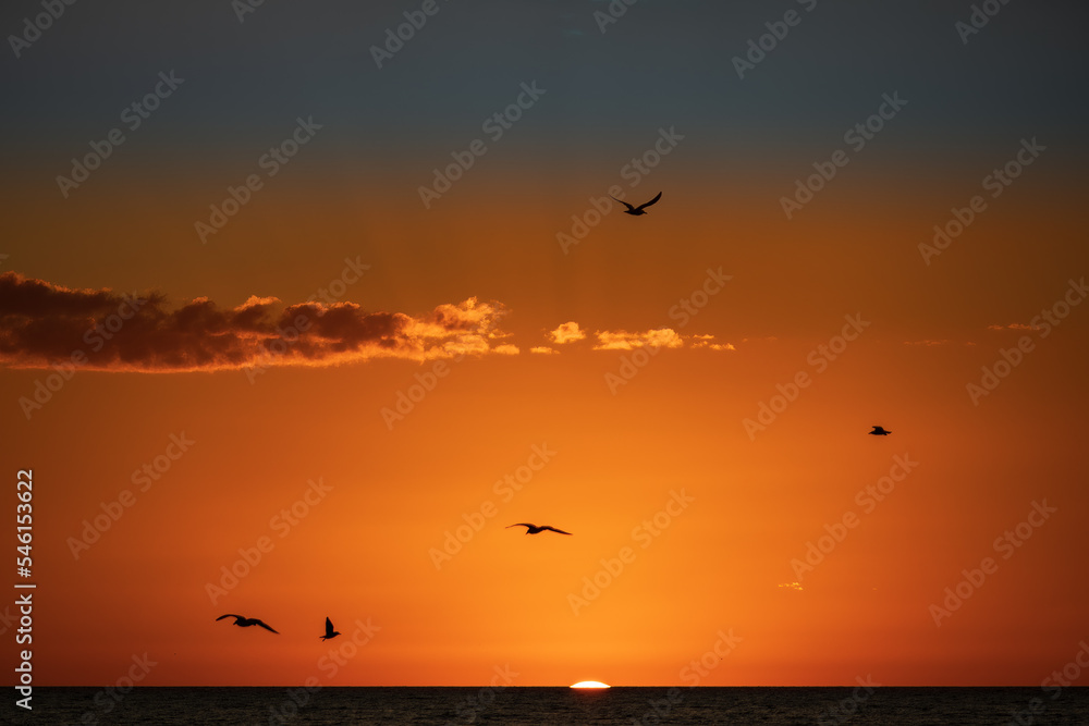 Birds flying above the setting sun off Siesta Key in the Gulf of Mexico