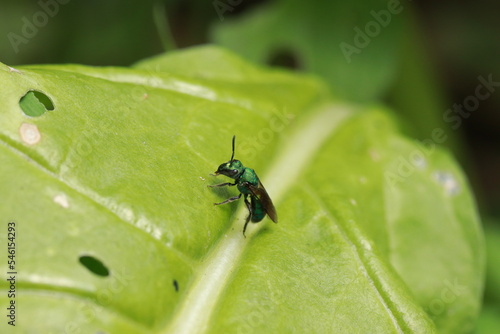 Wasp on a leaf