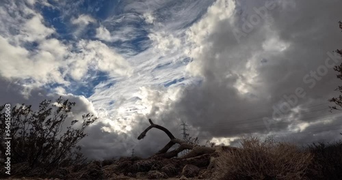 The remains of a long-dead Joshua tree are bleached dry in the Mojave Desert's harsh climate photo