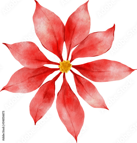 Fototapeta Naklejka Na Ścianę i Meble -  Poinsettia Christmas Flowers Watercolor