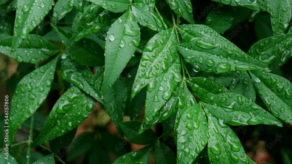 雨・雫・水滴・葉 雨・雫・水滴・葉