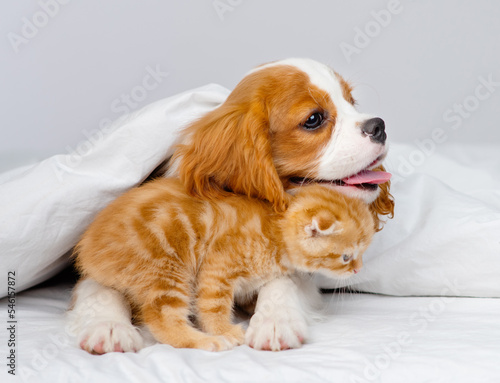 King Charles Spaniel puppy sniffing a ginger Scottish kitten in the nose. Cute puppy and kitten at home.