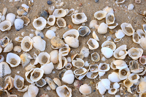 background of shells