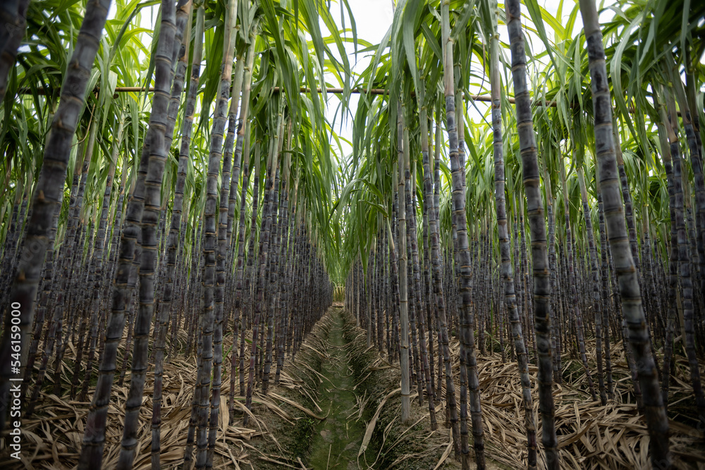 Sugarcane field with plants growing Sugarcane field with plants growing