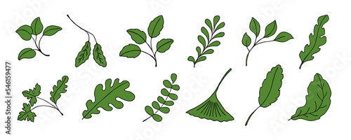 Leaves vector sketch set. Hand drawn decorative elements