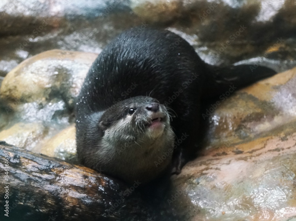 コツメカワウソ
コツメカワウソ