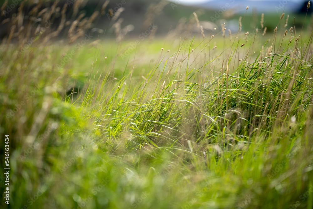 grass growing in a field on a cattle ranch