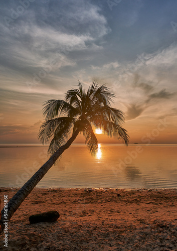 Single palm tree at sunset