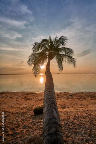Single palm tree at sunset