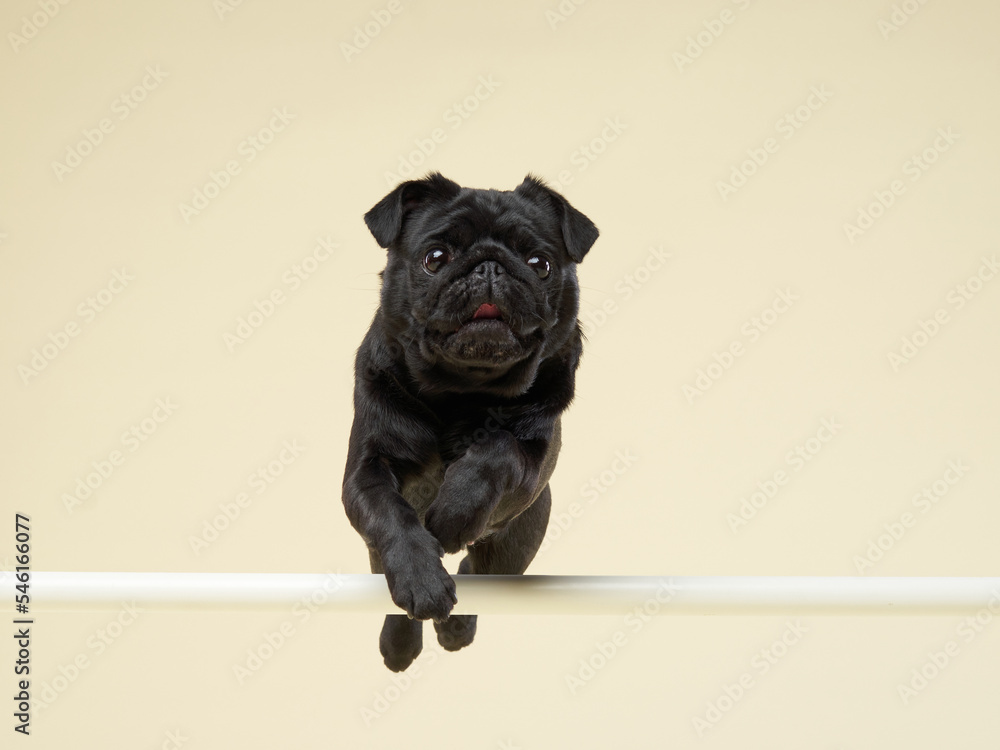 Happy dog. black pug jumping on a beige background in the studio. pet indoor