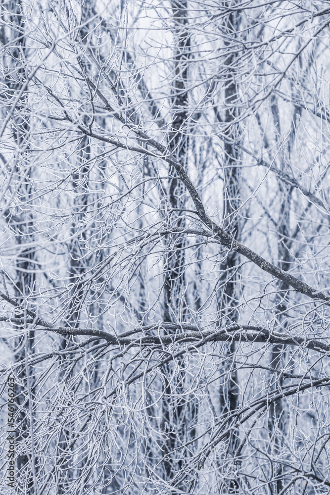 Fototapeta premium Background of tree branches covered with frost. Landscape of nature with white snow. Winter holiday concept