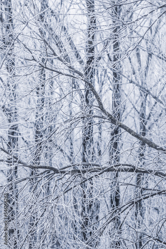 Background of tree branches covered with frost. Landscape of nature with white snow. Winter holiday concept © OLAYOLA