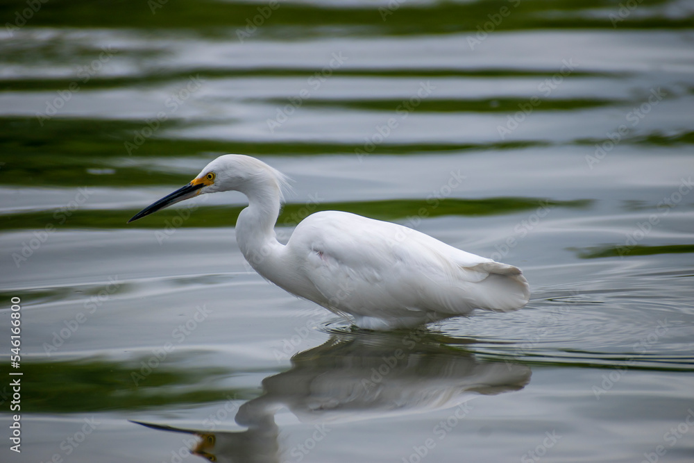 Bird Egretta thula looking for small fish to eat Bird Egretta thula looking for small fish to eat
