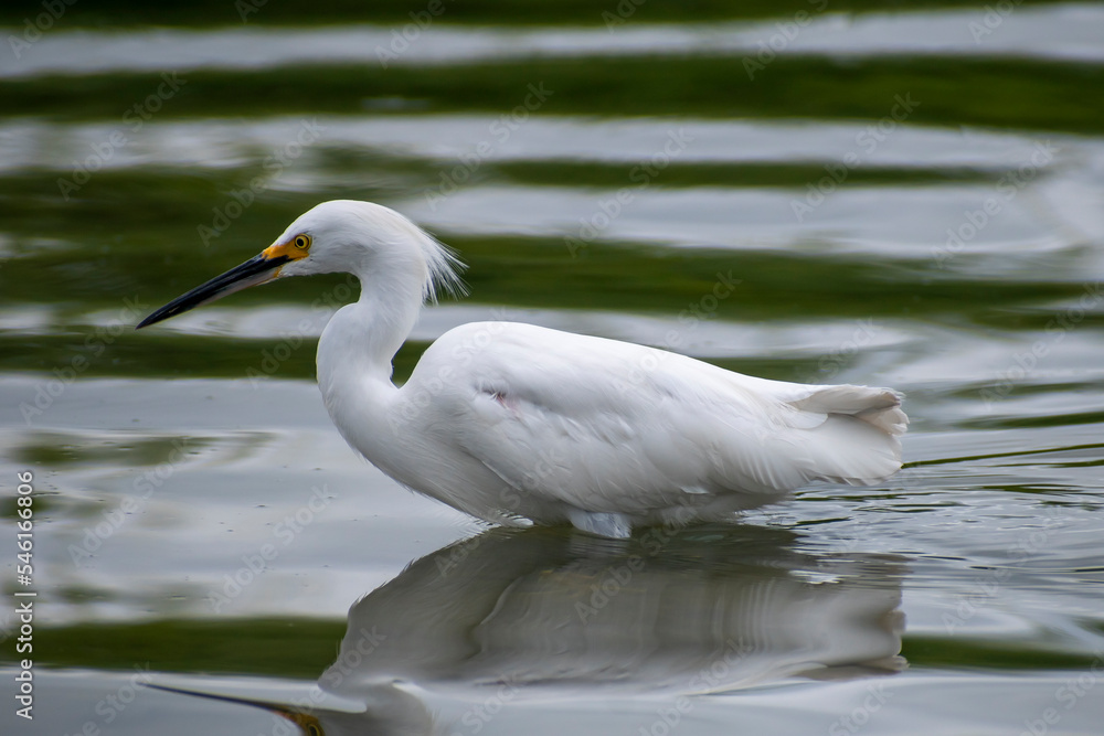 Bird Egretta thula looking for small fish to eat Bird Egretta thula looking for small fish to eat