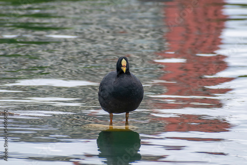 Fulica armillata bird looking for lake insects to eat photo