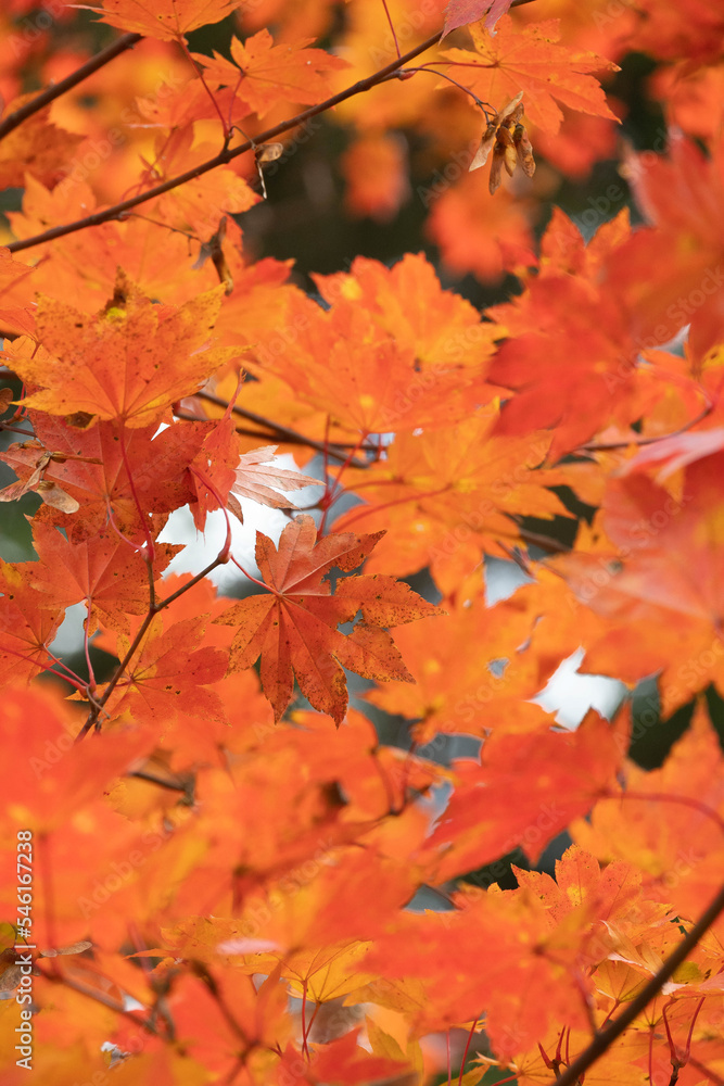 冷え込み強く紅深く