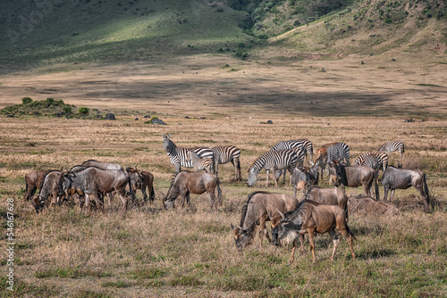 Ngorongoro Crater. Safari in Tanzania  Africa