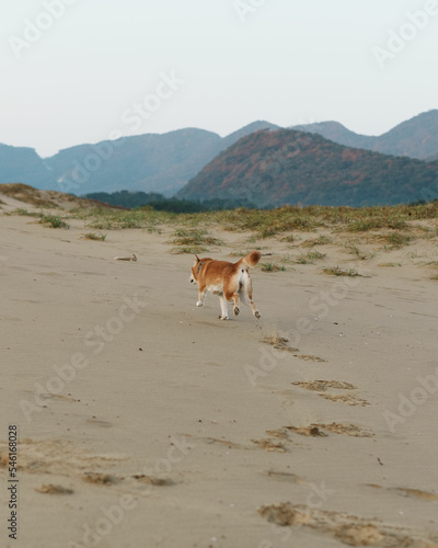 Shiba inu dog running across desert with mountains 