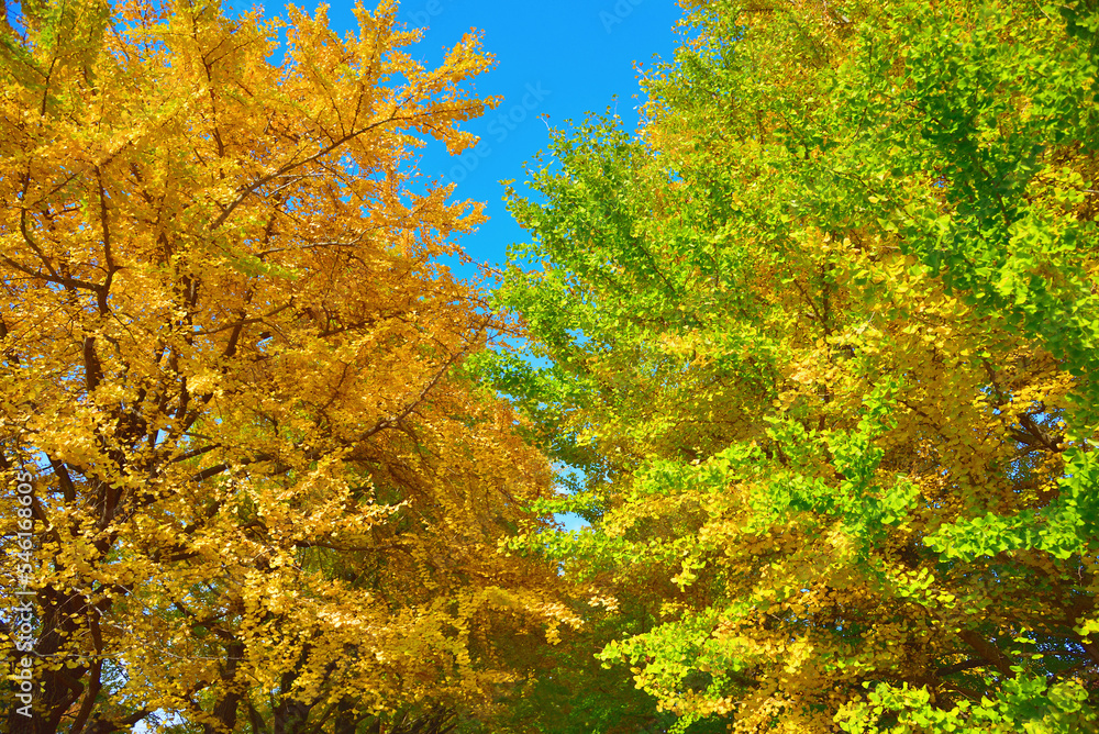 イチョウの黄葉4