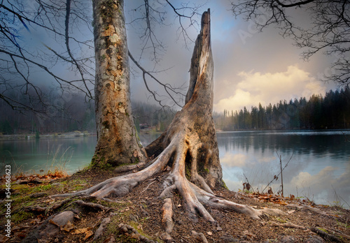 Lake in the forest at sunset with tree trunk in the foreground