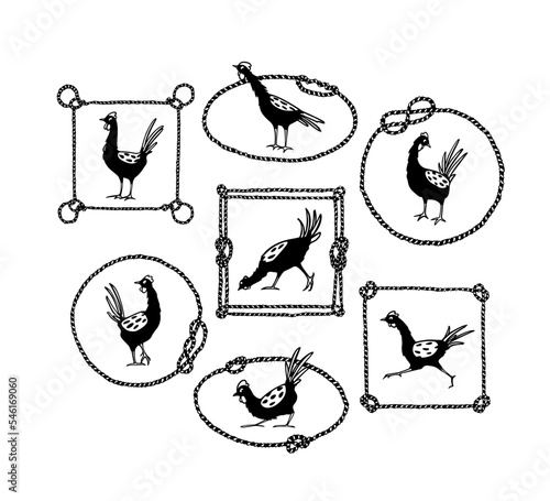 Vector graphic set of hand drawn cute proud chickens in nautical rope frames. Beautiful ink drawing, heavy contour, graphic style. Perfect elements for food or farming logo design.