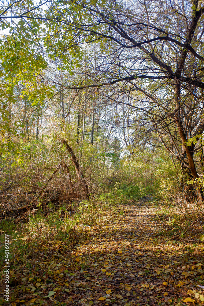 Golden autumn in the city park, landscape. Golden autumn in the city park, landscape.