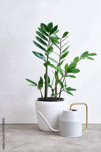 Watering can and Zamioculcas houseplant on concrete table at home