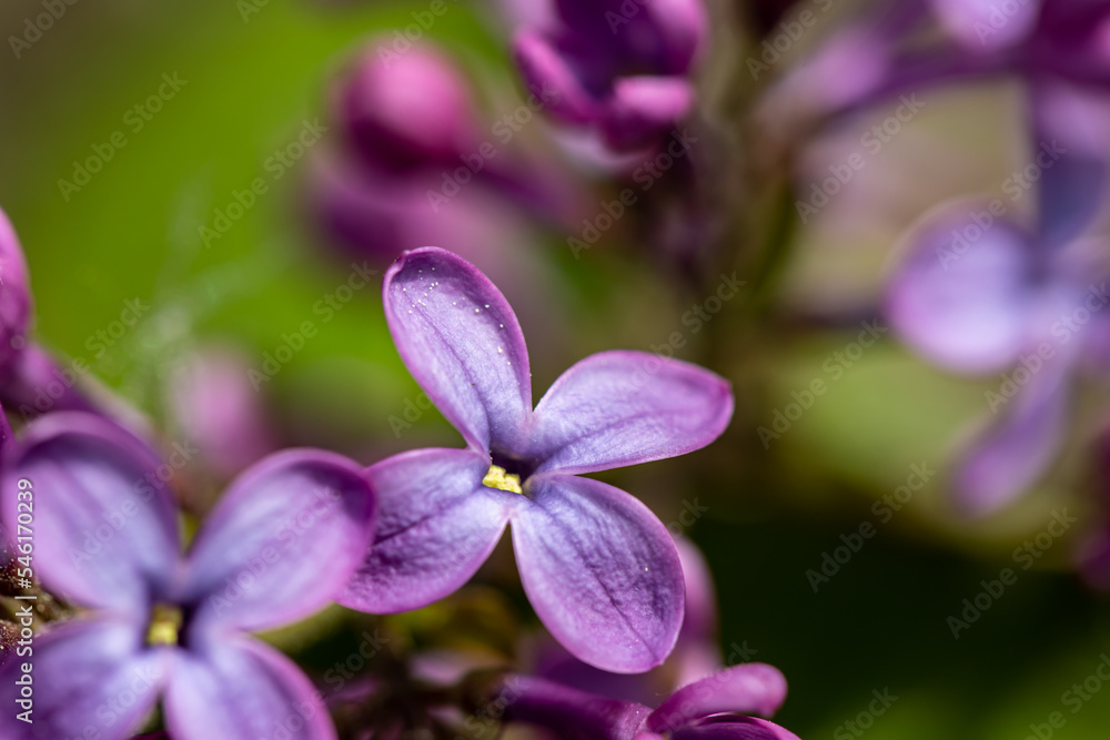 Syringa vulgaris flower growing in meadow, macro Syringa vulgaris flower growing in meadow, macro