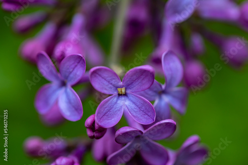 Syringa vulgaris flower growing in meadow  macro 