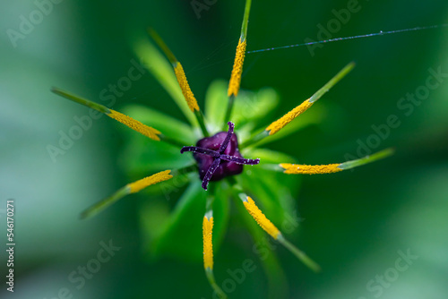 Paris quadrifolia flower growing in forest, macro 