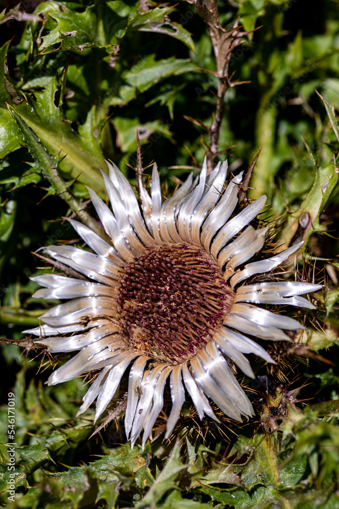 Carlina acaulis flower growing in meadow Carlina acaulis flower growing in meadow