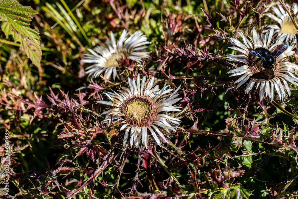 Carlina acaulis flower growing in meadow Carlina acaulis flower growing in meadow