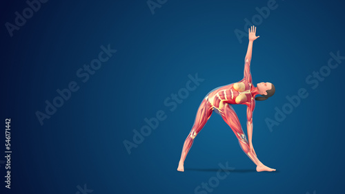 3D human Trikonasana or Triangle pose on blue background