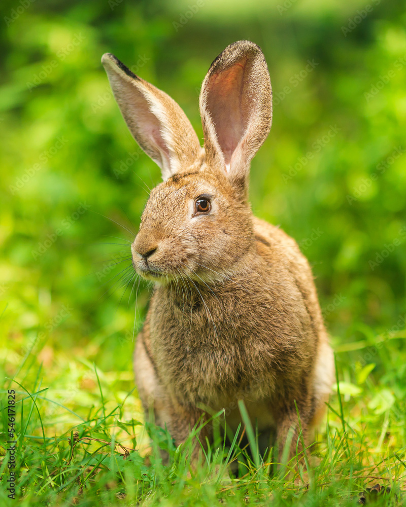 close-up portrait of a wild hare. portrait of a lepus europaeus. close-up portrait of a wild hare. portrait of a lepus europaeus.
