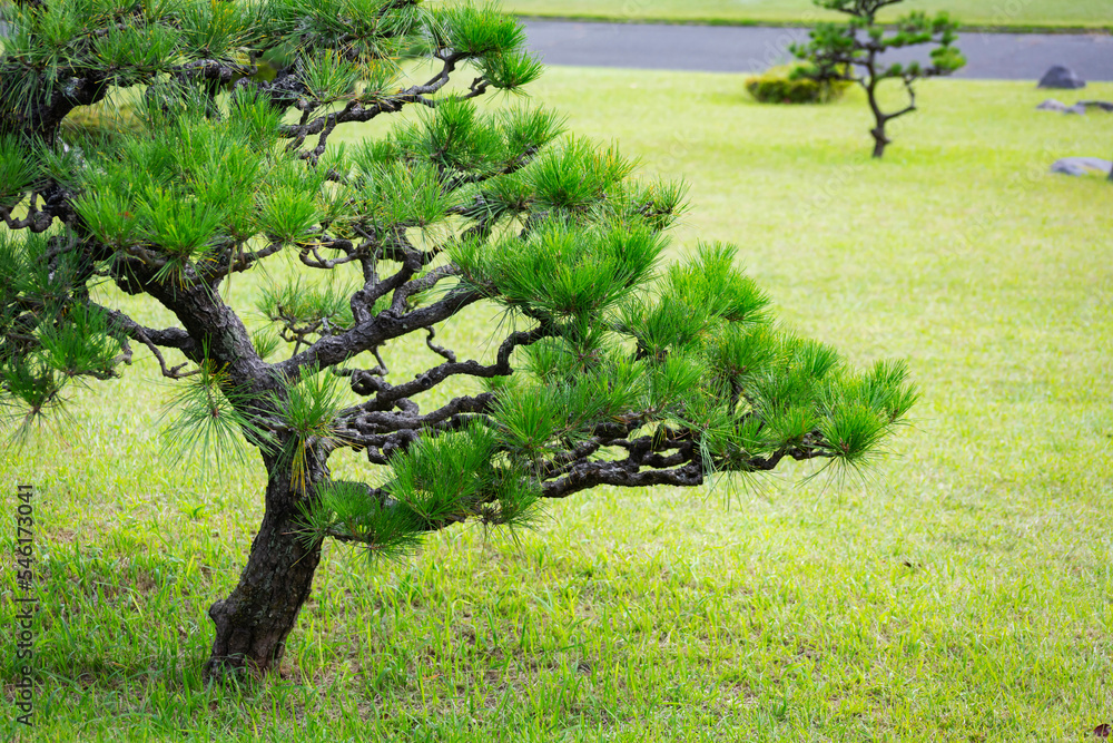 五葉松