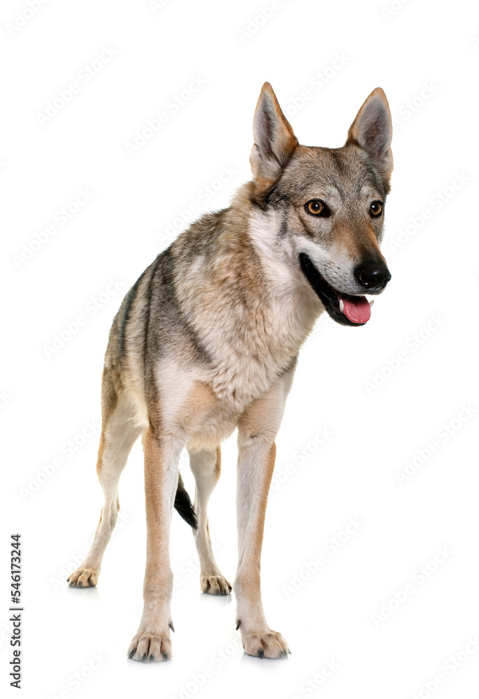 Fototapeta premium czechoslovakian wolf dog
