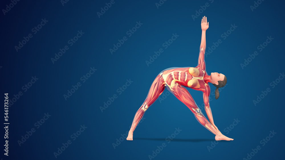 3D human Utthita Trikonasana or Extended Triangle yoga pose on blue background
